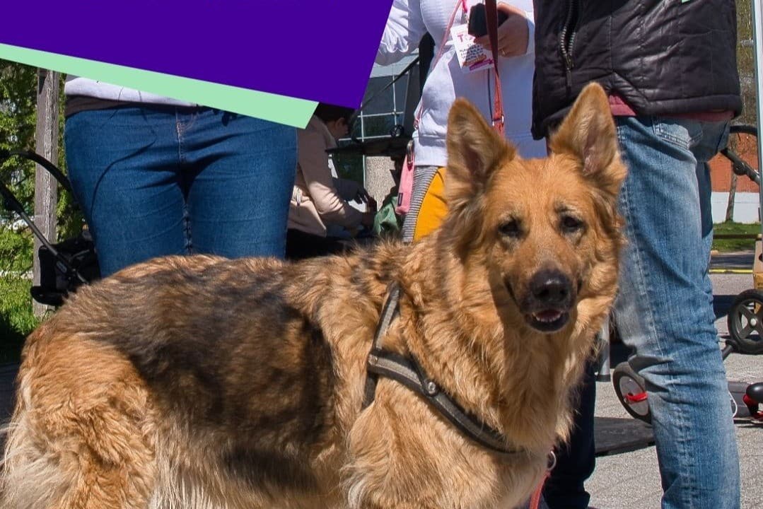 Vantaan ratikan lemmikki-ilta - tapahtuman kuva