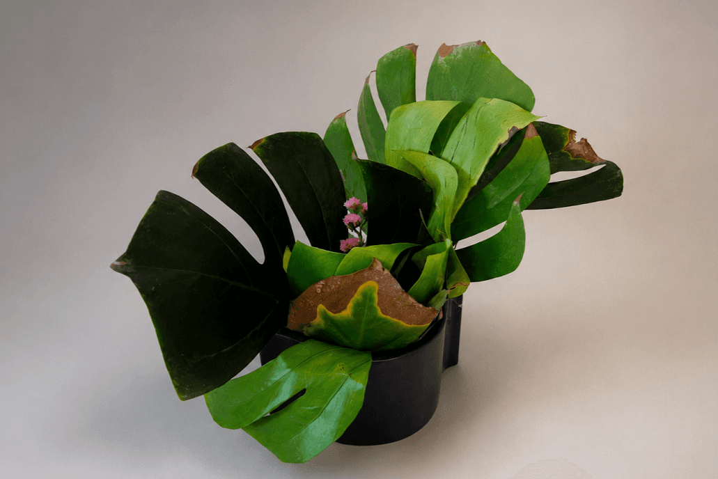Ikebana kuuluu kaikille - tapahtuman kuva