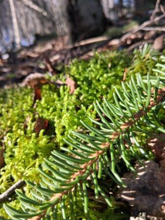 Terveysmetsä-kävely - tapahtuman kuva