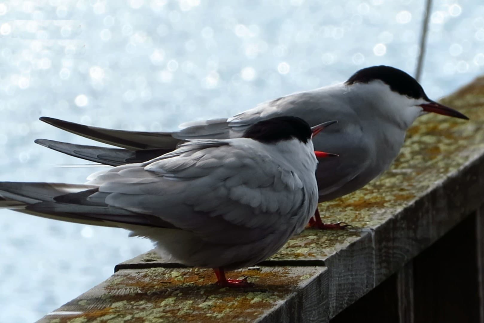 Vuosaaren lintuja ja luontoa valokuvin - tapahtuman kuva