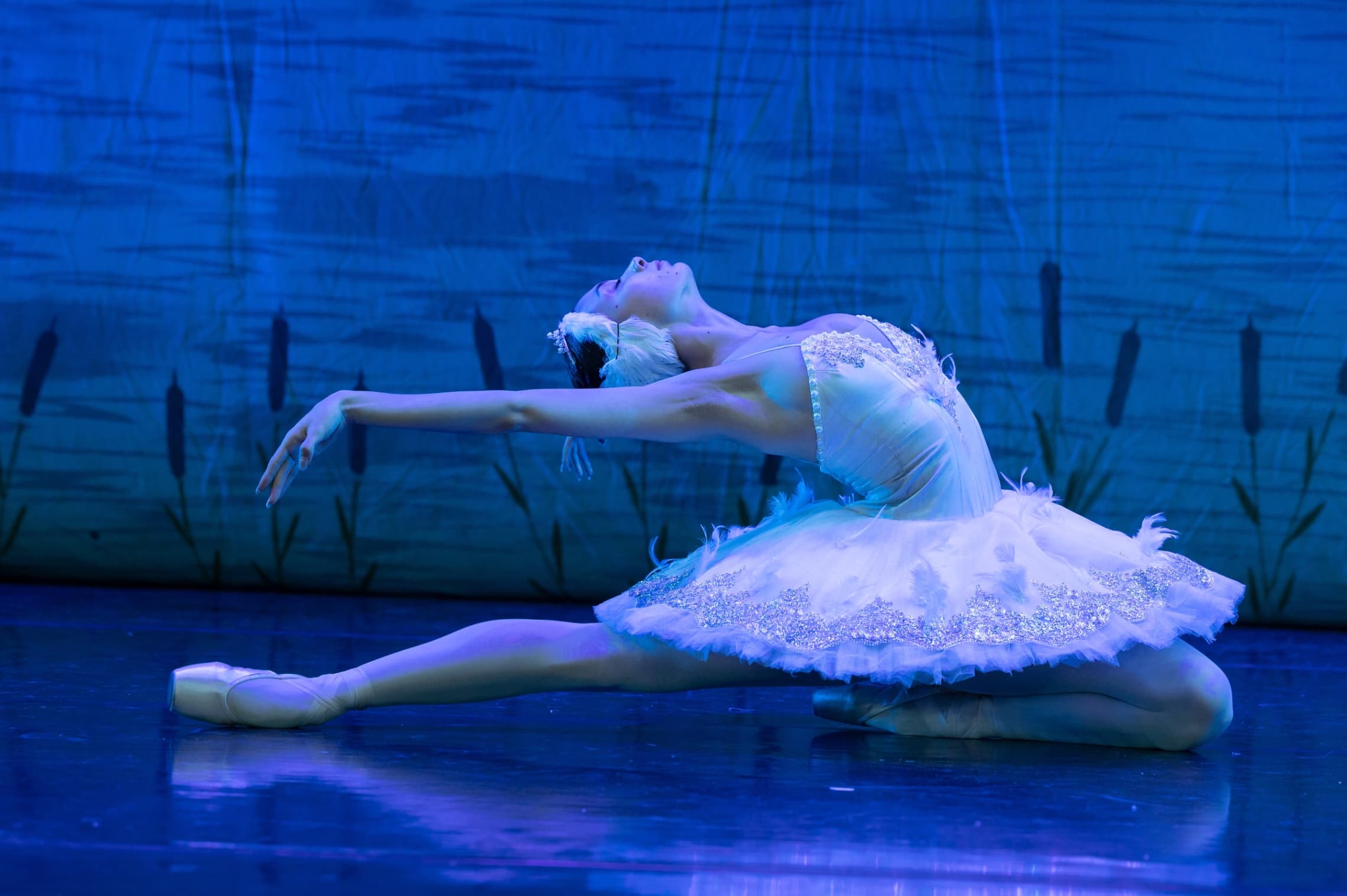 British Festival Ballet: Joutsenlampi - tapahtuman kuva