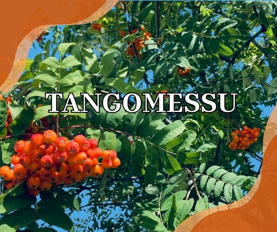 Tangomessu - tapahtuman kuva