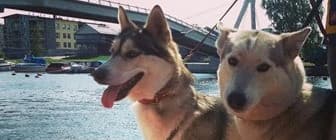 Opastettu Husky kävely Porvooon vanhassa kaupungissa - tapahtuman kuva