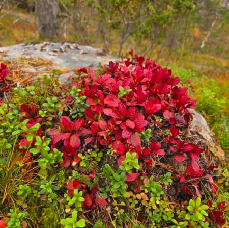 Luontovoimaa läheltä, Nakolinna - tapahtuman kuva