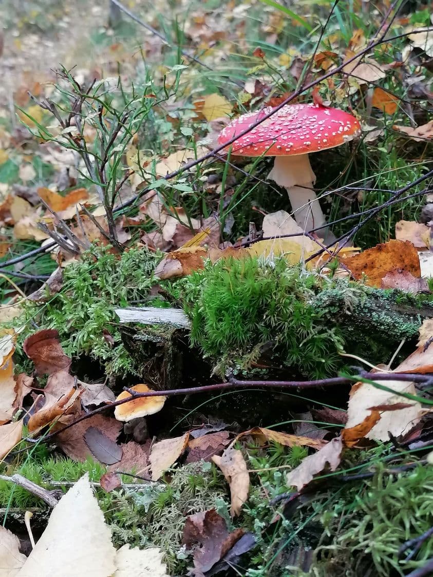 Sieninäyttely - tapahtuman kuva